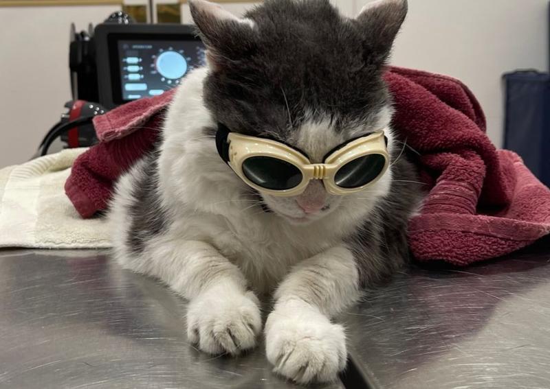 Carousel Slide 2: All the cool cats have  laser therapy!