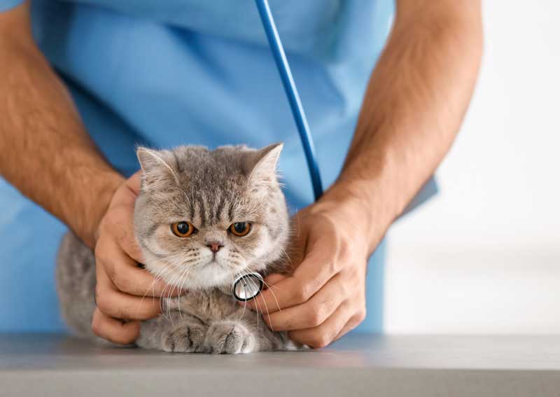 Carousel Slide 6: Cat veterinary exams
