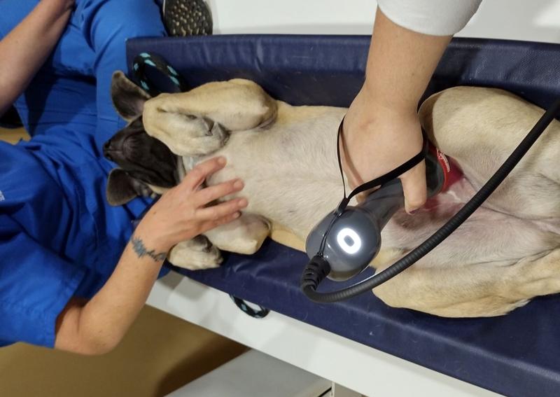 Carousel Slide 1: Laser Therapy!